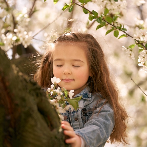 rodinny fotograf dievcatko v kvitnucich cereseniach